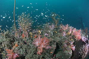 保育海洋生態 新北台東紛進行刺網漁業轉型