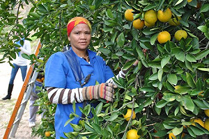 檢疫攔截蘋果蠹蛾  南非蘋果暫停輸臺
