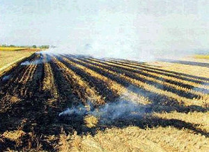 空照圖抓空汙元凶 露天燒稻草最高罰10萬