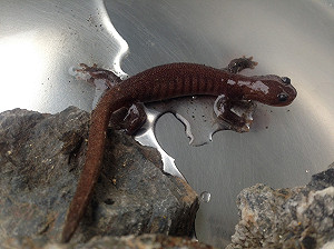 爬很高！玉山北峰3858公尺處 首見瀕危阿里山山椒魚