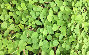 蠅翼草、心葉水薄荷很厲害！雨後防雜草就用它
