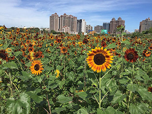 花彩節倒數兩週 鄭文燦：讓桃園成保有鄉村魅力的城市