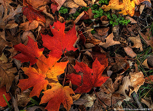 北台有雨秋意增 中南部正午高溫早晚涼