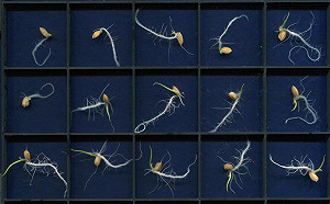 科技農業新時代 水稻良種AI智慧用「看」的就可分