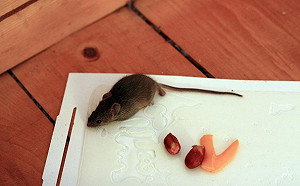 農業局不發滅鼠藥  籲採物理及生物法防鼠