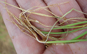 豪雨過隱憂！洋蔥軟腐病、黃萎病恐蔓延