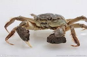 全面大抽查 桃園3大閘蟹養殖場送驗