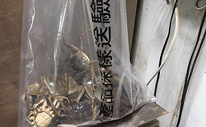 大閘蟹戴奧辛風波 台中農業局抽檢養殖場