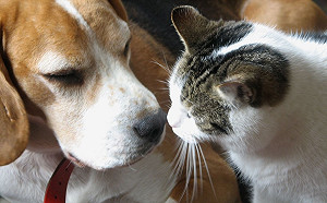 貓繁殖、買賣、寄養都將列管 違者最高罰300萬