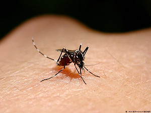 一周感染日本腦炎增加5人 病例數創10年新高