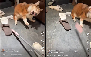 高齡柯基遭北市茶聚加盟主施暴虐待  最新近況曝光