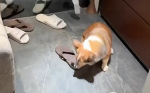 柯基遭虐引眾怒！茶聚火速停權加盟主  總經理：願負擔柯基醫藥費