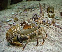 古巴屢擋台灣護照入境　台減少「這一產品」進口反擊