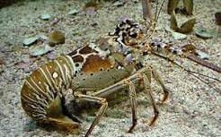 古巴屢擋台灣護照入境　台減少「這一產品」進口反擊