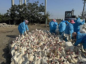 禽流感拉警報！雲林鴨場確診H5N1　5千隻肉鴨遭撲殺