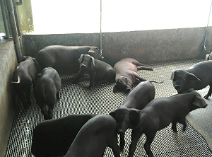 2027廚餘禁令重創「六堆黑豬」！豬農嘆：廚餘未解決  產業恐先滅