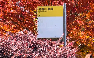 福壽山楓葉正紅！公車站牌成夢幻打卡點 網讚：最美造景