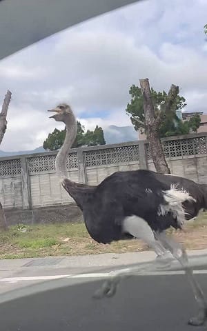 花蓮大馬路驚見「鴕鳥狂奔」競速小客車！網笑瘋：誰的史詩坐騎掉了