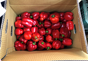 北市11月生鮮抽驗結果！甜椒、青蔥、菠菜檢出農藥殘留超標