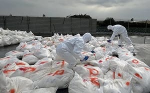 彰化又爆H5N1亞型高病原性禽流感  撲殺2.7萬隻蛋雞