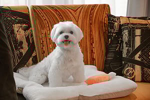 毛孩商機「汪汪汪」！全國飯店一房可容三大型犬 李方艾美可進酒吧