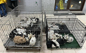 新竹驚傳大型兔隻棄養！46隻寵物兔遭丟荒野　動保所立案追查