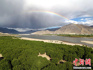 專論》中國種《780億棵樹》的代價是什麼？ 專家警告：「水循環正在出現嚴重異變」