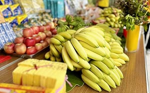 用香蕉打敗中國！「台蕉9號」戰勝恐怖真菌　將取代中國華蕉成全球主流