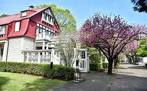 赴日賞櫻不撲空！林氏璧揭4追櫻秘笈：天氣、花況全掌握