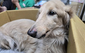 犬隻墜樓重傷又遭棄養！新北動保處重罰飼主12.8萬、終身禁養