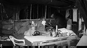 (影)台灣黑熊連3天闖阿里山工寮覓食！林業署急啟動2應變措施