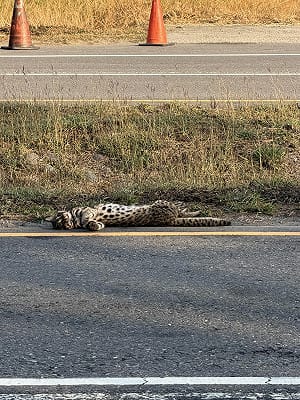 石虎彰化遭路殺！臥躺美港公路邊   遺體送特生中心解剖釐因
