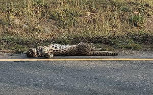 石虎彰化遭路殺！臥躺美港公路邊   遺體送特生中心解剖釐因