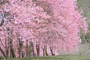 懶人包》武陵農場櫻花季2/13開跑！交通管制措施一次看