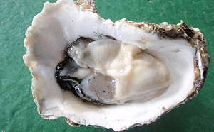 高雄黑心女盤商以越南牡蠣假冒「國產」！進口商爆料：「這時段」都假貨