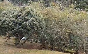 (影)阿里山下雪囉！強烈冷氣團發威直逼零度  上午飄雪20分鐘