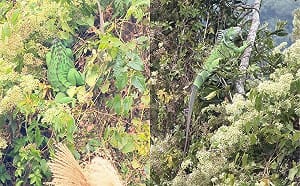 綠鬣蜥北移警報！三灣台三線驚見巨獸 鄉長曝「恐已多點擴散」居民戒備