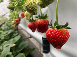 草莓季到來！內湖溫室採果  30分鐘車程輕鬆體驗農遊樂趣