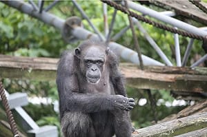 日京都大學天才黑猩猩49歲過世　曾助研究人類心智演化