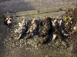 新北運將虐殺7貓 二審輕判7個月定讞！律師質疑：法官未考慮動保法立意