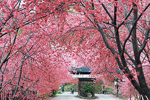 司馬庫斯櫻花季2/9開跑！通行證1/19開放網路申請