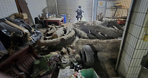 宜蘭山老鼠假種瓜真盜木！蘭陽溪床埋「紅檜等貴重林木143支」遭逮