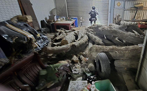 宜蘭山老鼠假種瓜真盜木！蘭陽溪床埋「紅檜等貴重林木143支」遭逮