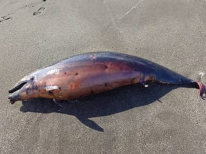 「弗氏海豚」擱淺東海岸無生命跡象！遺體送成大鯨豚中心檢驗