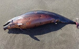 「弗氏海豚」擱淺東海岸無生命跡象！遺體送成大鯨豚中心檢驗