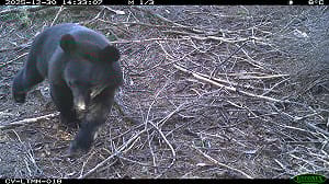 阿里山頻受黑熊侵擾！石山引水道10隻黑熊活動  林保署籲避免前往