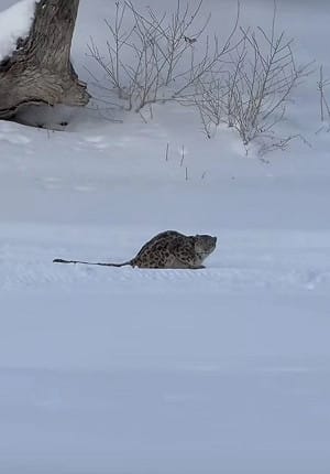(影) 可可托海雪豹咬傷滑雪客 律師：景區若已示警 遊客恐須自負損失