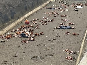 苗栗後龍鎮大排出海口驚見上百病死雞！擴大追查 最高開罰100萬