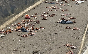 苗栗後龍鎮大排出海口驚見上百病死雞！擴大追查 最高開罰100萬