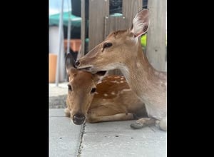 全台首例空拍機投毒案! 疑同業不滿員工跳槽遭報復 宜蘭農場：持續配合訴訟